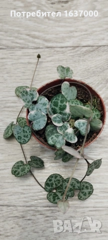Церопегия, снимка 2 - Стайни растения - 53848595