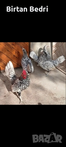 продавам яйца от зибрайт, снимка 2 - Кокошки и пуйки - 53128824