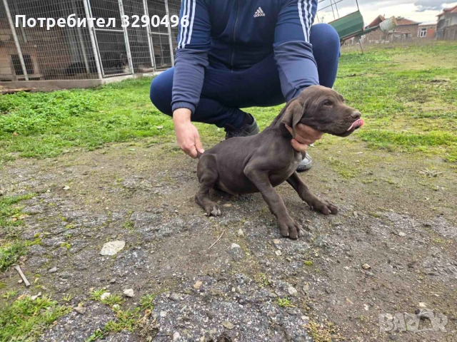 Мъжки Курцхаар , снимка 2 - Курцхаар - 52990633