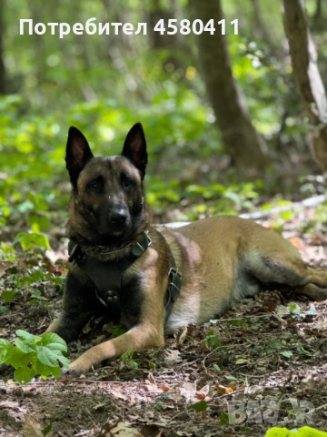 Белгийска овчарка малиноа, снимка 1