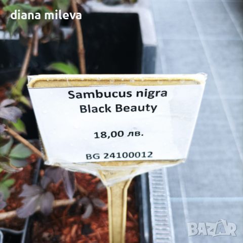 Черен бъз (Черна красавица) /Sambucus nigra Black Beauty/, снимка 10 - Градински цветя и растения - 45559783