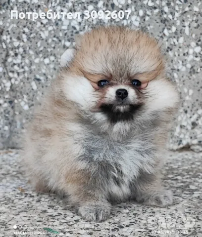 Померан момиче, снимка 3 - Померан - 50143979
