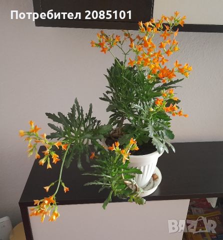 Цвете ,,Еленови рога,,, снимка 1 - Стайни растения - 46286444