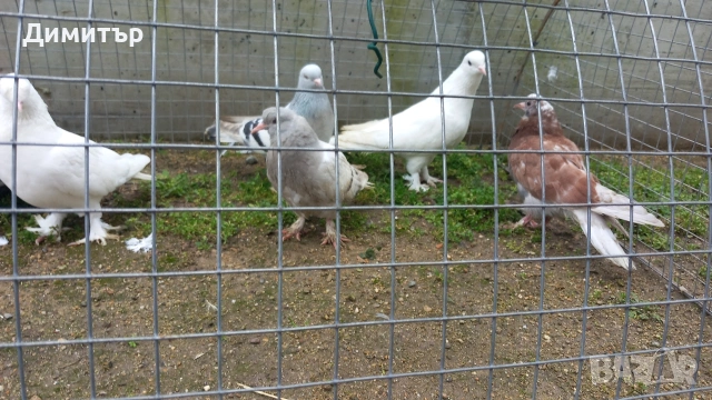 Продавам гълъби Мардини-Турски , снимка 4 - Гълъби - 47886897