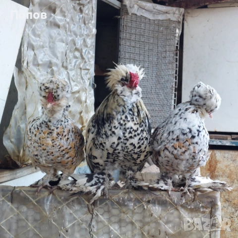 Продавам джинки, снимка 2 - други­ - 52724850