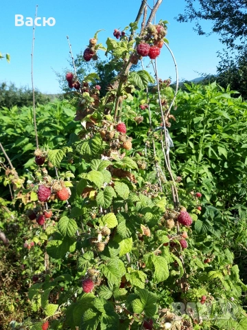 Разсад малини – Malling Promise