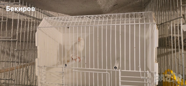 продавам канари 