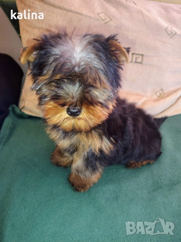 Продавам йоркширски териер 