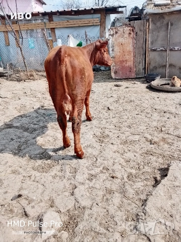 селскостопански животни, снимка 2 - Крави - 53871354