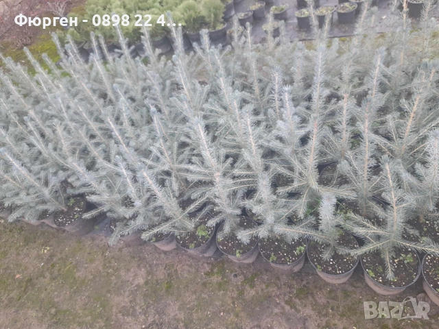 Сребрист смърч (Picea pungens), снимка 6 - Градински цветя и растения - 29531057