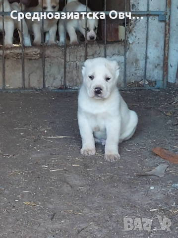 Алабай, снимка 3 - Средноазиатска овчарка - 52877477