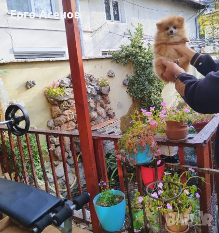 Мини померанче, снимка 2 - Померан - 52446646