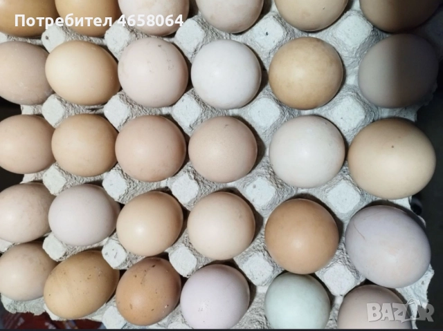 Яйца от домашни кокошки 