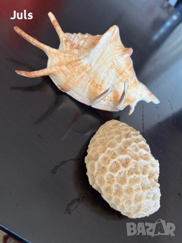 Сувенири морска ръковина, снимка 5 - Декорация за дома - 53566031