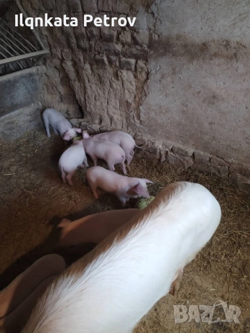 Продавам малки прасета, снимка 2 - Други животни - 53613567