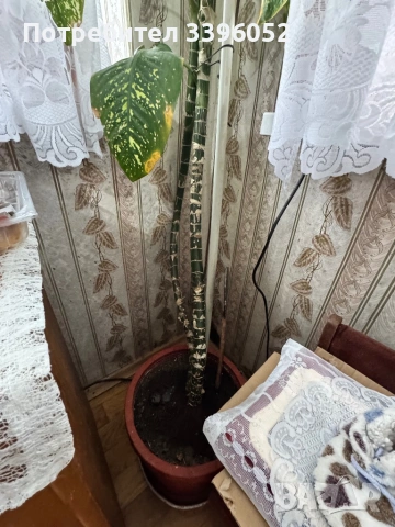 Декоративно растение - Дифенбахия, снимка 2 - Стайни растения - 54014202