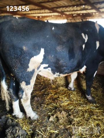 Продавам бик  4 евро/кг, снимка 3 - Крави - 53874445