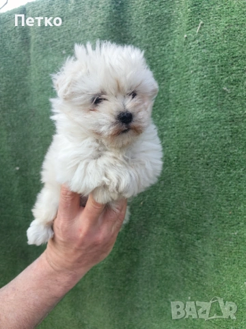 Малтийска болонка , снимка 3 - Болонка - 54022331