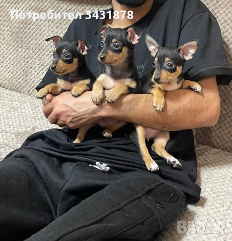 Продавам чихупинчери на 2 месеца 