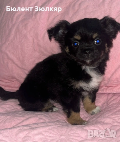 Мини чихуахуа , снимка 2 - Чихуахуа - 53597369