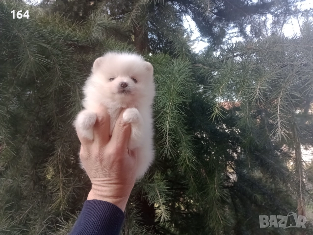 Бели мъжки и женски Померани. Реални снимки от 02.01.26 г. , снимка 3 - Померан - 52932942