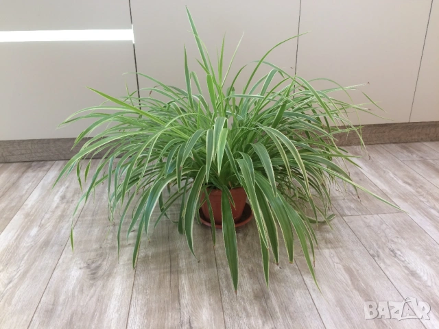 Драцена, хлорофитум, снимка 3 - Стайни растения - 51529901
