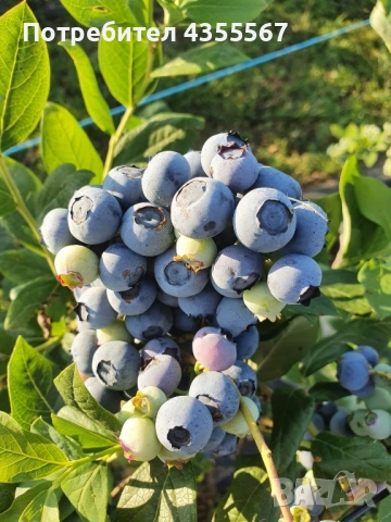 Боровинки, снимка 5 - Разсади - 52815818