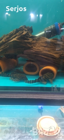 Сомчета Хипанцитрус , снимка 5 - Рибки - 52352323