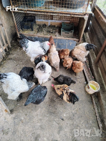 разплодни яйца , снимка 14 - Кокошки и пуйки - 54055847