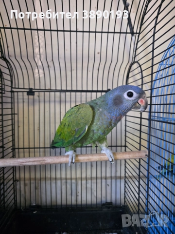 Бебе синеглав амазонек, снимка 3 - Папагали - 52844996