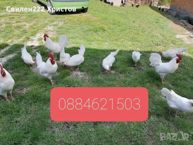Бял Легхорн.свободни яйца,ярки и кокошки кокошките са с записване и капаро., снимка 1 - други­ - 45826258