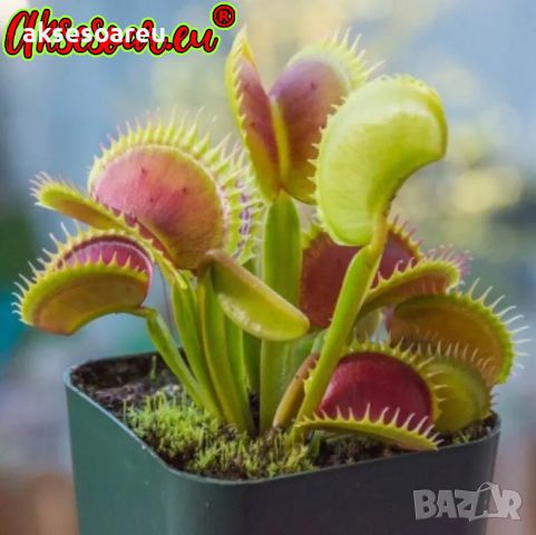 100 семена Венерина мухоловка Dionaea muscipula Семена Мухоловка Бонсай месоядно растение яде насеко, снимка 4 - Сортови семена и луковици - 46364658