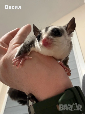 Захарна катеричка - Мъжка