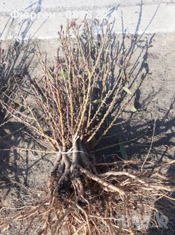 Мини Дръвчета Облагородени и Студоустойчиви, снимка 8 - Разсади - 49334670