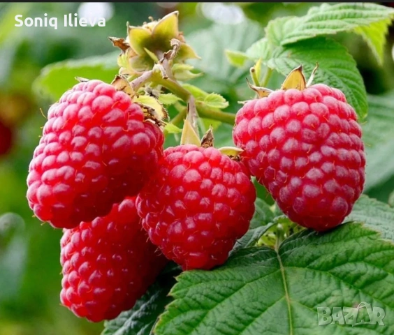 продавам разсад ягоди и малини , снимка 18 - Разсади - 53905721