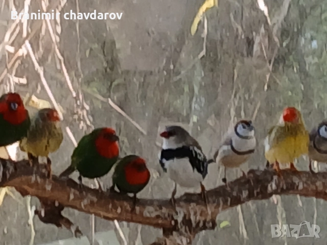 продавам амадини и диамантени гогутки, снимка 8 - Амадини - 52243041