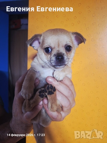 Мини чихуахуа момче., снимка 7 - Чихуахуа - 53590830
