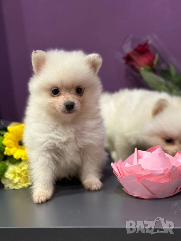 Померан , снимка 9 - Померан - 53682716