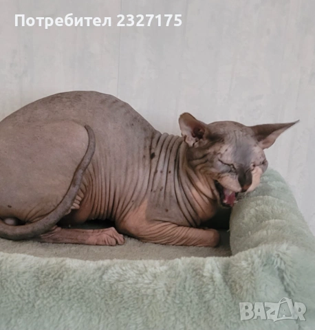 Донски сфинкс , снимка 4 - Сфинксове - 54232769