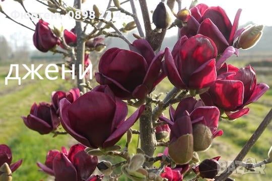 Магнолия - Magnolia НАЛИЧНИ 15 ВИДА Студоустoйчиви, снимка 6 - Градински цветя и растения - 33512293