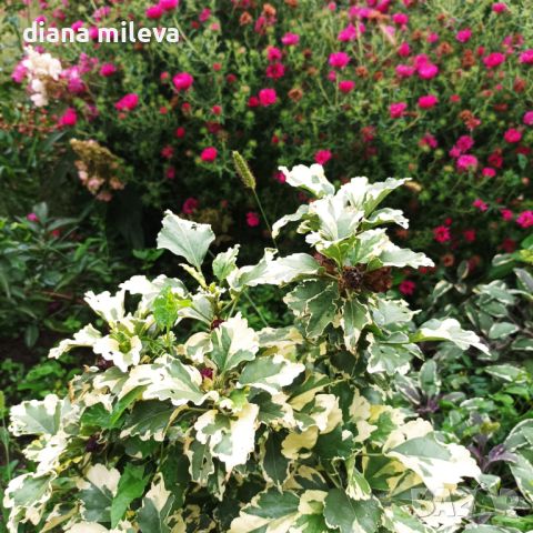  Дървовидна Ружа,Hibiscus syriacus, вариегатен, снимка 5 - Градински цветя и растения - 43401559