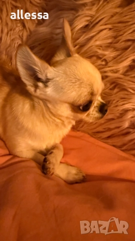 Мъжко мини чихуахуа търси дама, снимка 4 - Търси партньор - 52370052