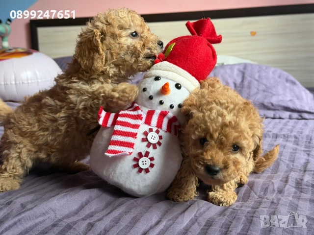 Той пуделчета, снимка 6 - Пудели - 52776156