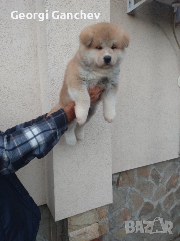 Продавам кученца акита ину 