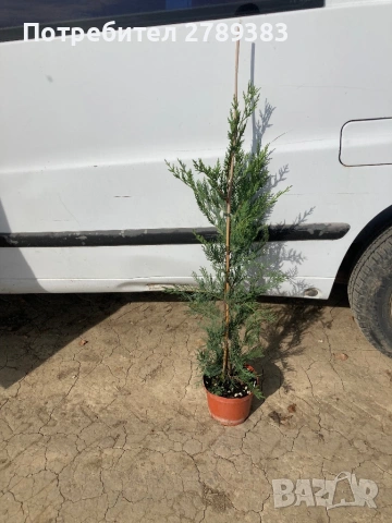 Лейланди кипарис, снимка 7 - Градински цветя и растения - 53071226