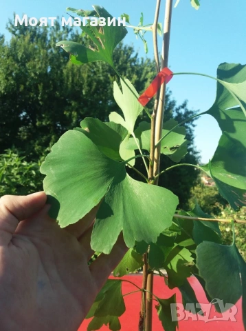 Гинко Билоба, снимка 3 - Градински цветя и растения - 53631956