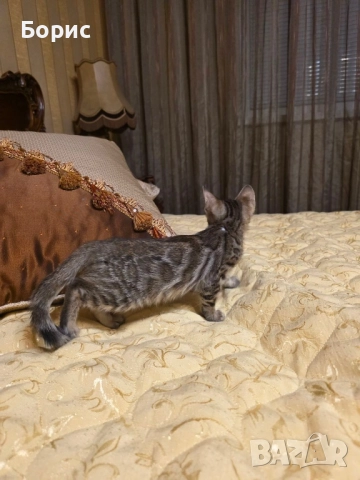 Бенгалско коте