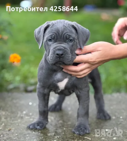 Cane Corso (Кане Корсо) Кучета, снимка 1 - Други - 47486577