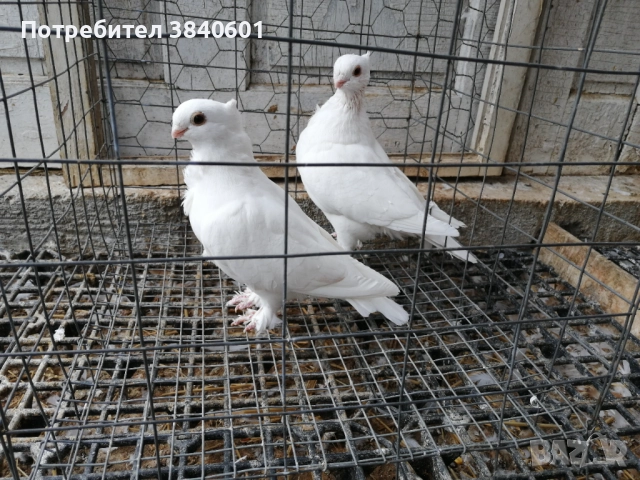 Сатинети с доставка, снимка 2 - Гълъби - 52652698