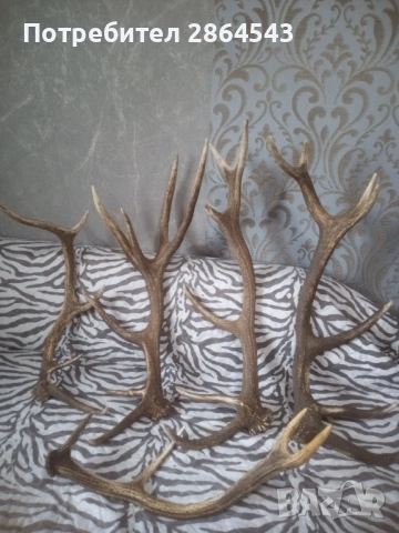 Еленови рога, снимка 4 - Декорация за дома - 53903916